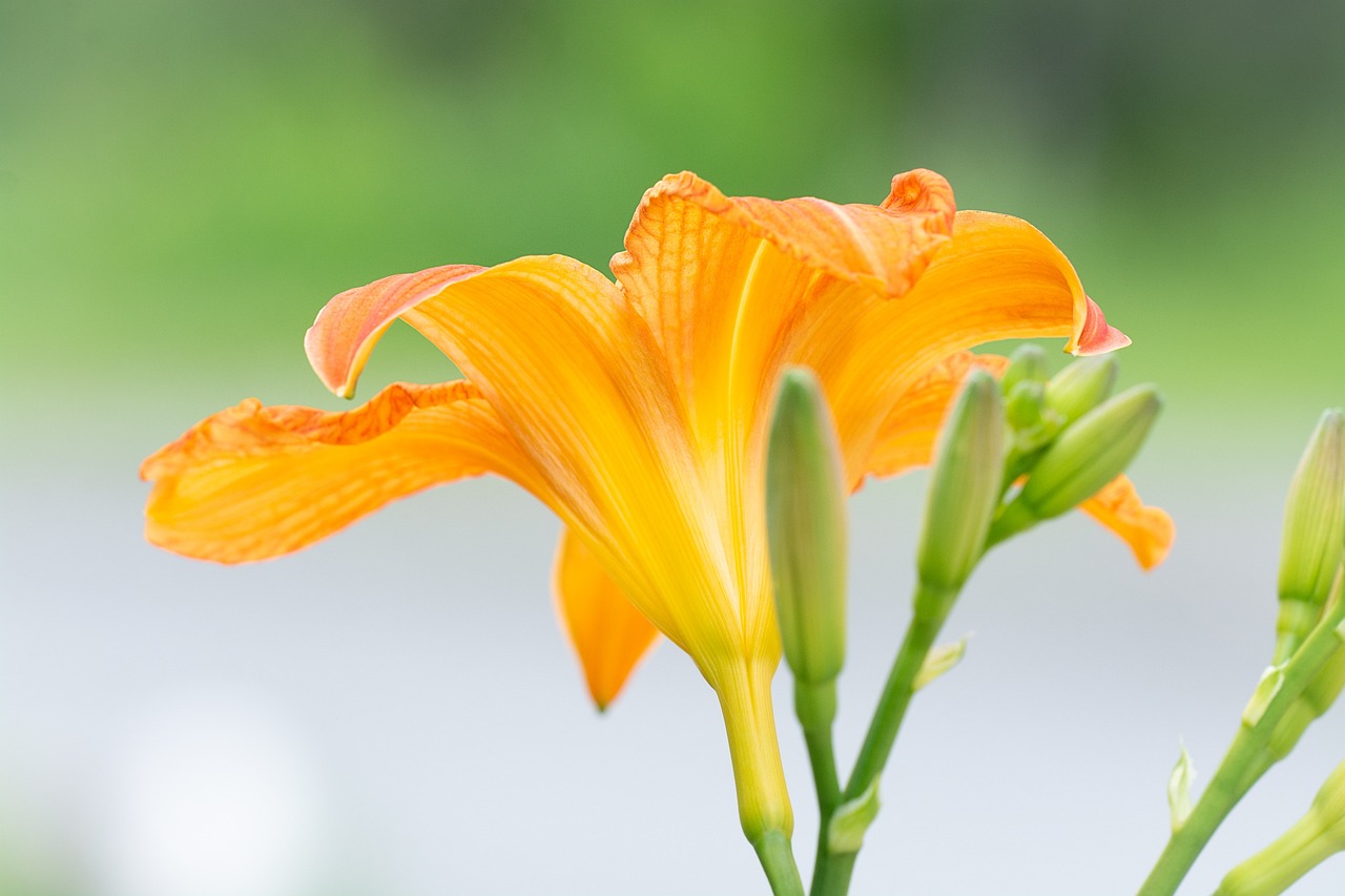 西美花盛最新動態(tài)，新篇章綻放盛開