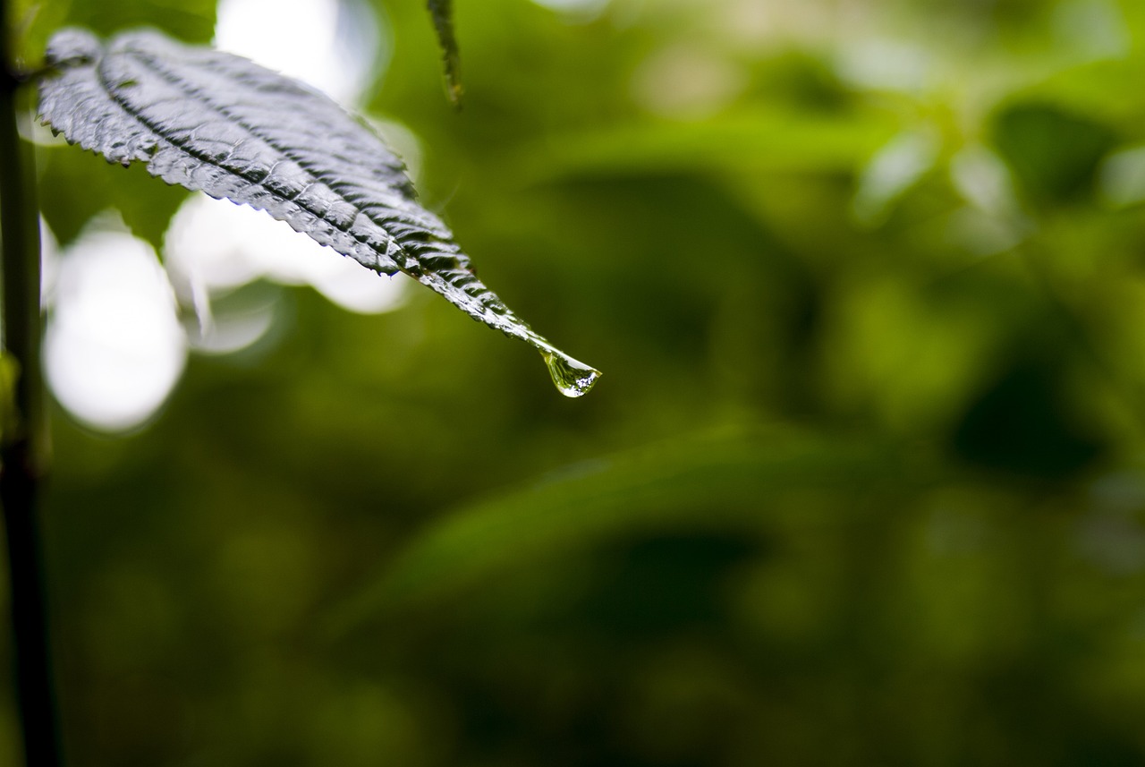 依生生物最新股票動態(tài)全面解析，最新消息與全面解讀