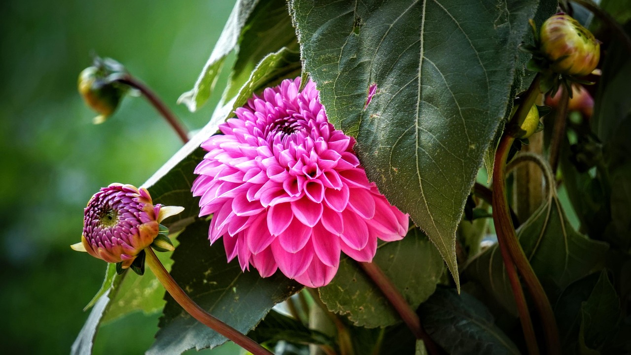 寧鄉(xiāng)黎愛蓮的最新動(dòng)態(tài)，蓮花依舊引領(lǐng)人心