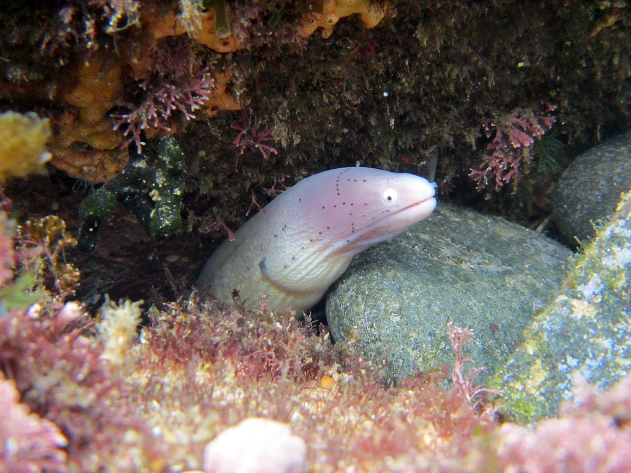 探索海洋霸權(quán)，最新360海島奇兵下載指南