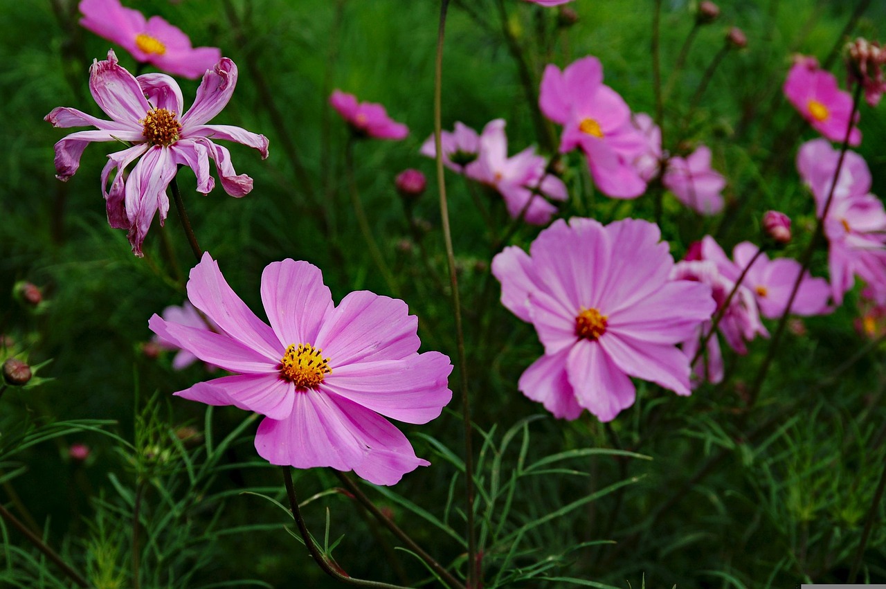 三峽花苑，時代風采與花朵的綻放同步前行
