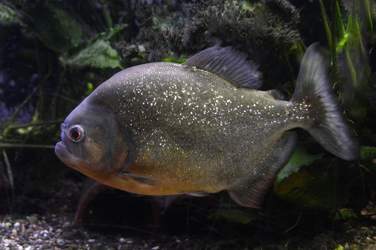 魚魚農(nóng)牧場(chǎng)助手最新版，智能化農(nóng)業(yè)管理的得力助手揭秘
