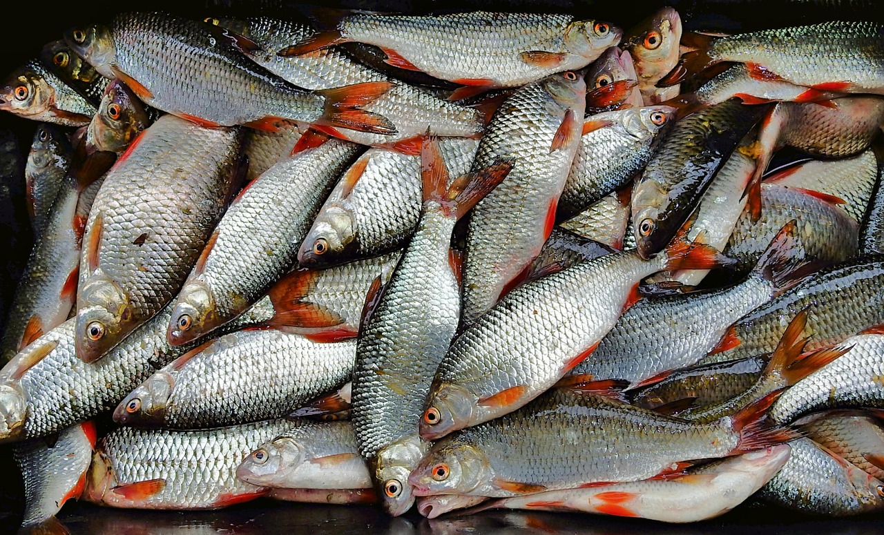 浦魚達(dá)人最新版本下載，全新功能與特色體驗(yàn)