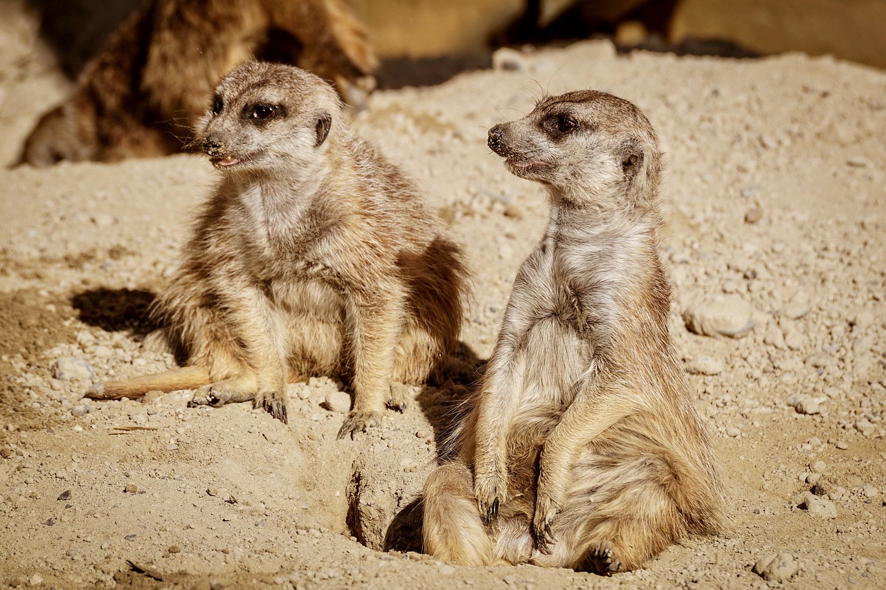 蘭亭野生動物園最新動態(tài)更新